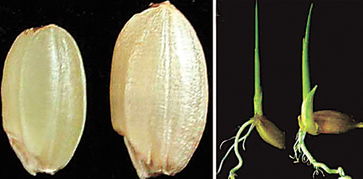 我国科学家发现影响谷类籽粒大小的关键基因