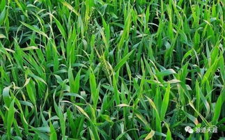 农历五月十八 早稻抽穗 谷类作物