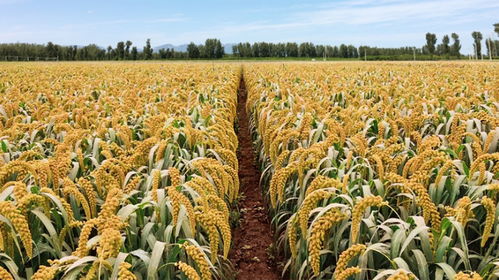 解码谷子高产奥秘 科学家揭示籽粒大小调控基因，助力粮食安全与谷物产品升级