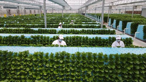 智能植物工厂 从谷物加工到生活变革的未来蓝图